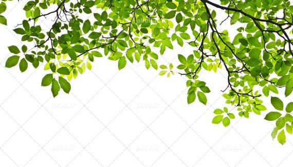 عکس با کیفیت منحصربفرد شاخه های پر برگ سبز در پس زمینه سفید