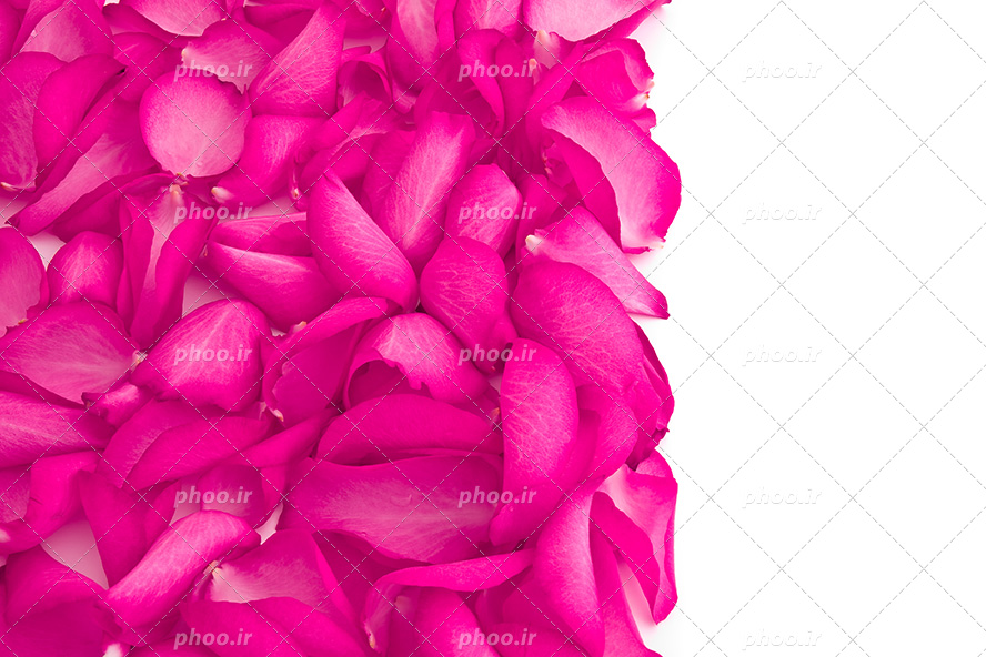 عکس با کیفیت پس زمینه سفید و گلبرگ های رز صورتی در گوشه ای از تصویر