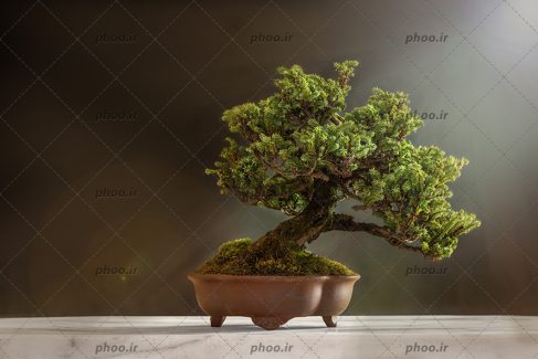 عکس با کیفیت درخت زیبای سرسبز در وان