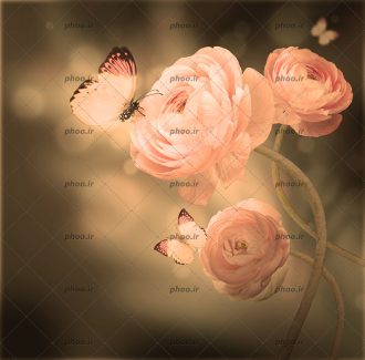 عکس با کیفیت گل های صورتی زیبا و پروانه ای نشسته بر روی گل ها