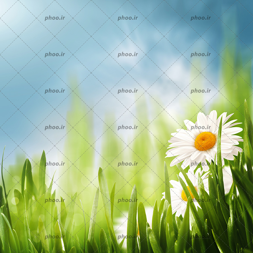 عکس با کیفیت گل بابونه وحشی در لا به لای چمن سبز