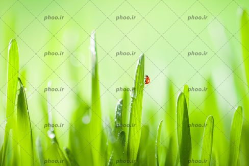 عکس با کیفیت کفش‌دوزک بر روی چمن های سبز از نمای نزدیک