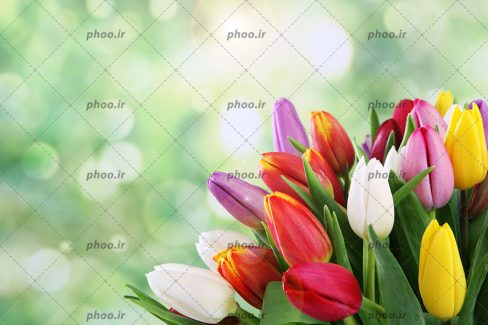 عکس با کیفیت گل های لاله رنگارنگ در کنار یکدیگر به شکل دسته گل