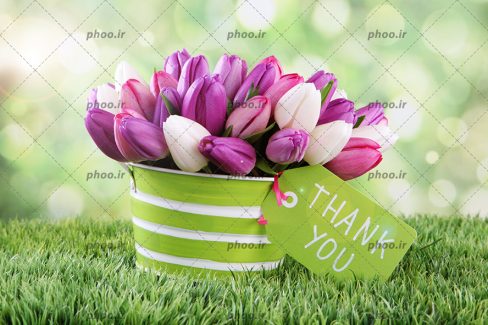 عکس با کیفیت گل های لاله ی زیبا به رنگ بنفش و صورتی در داخل سطل فلزی به رنگ سبز