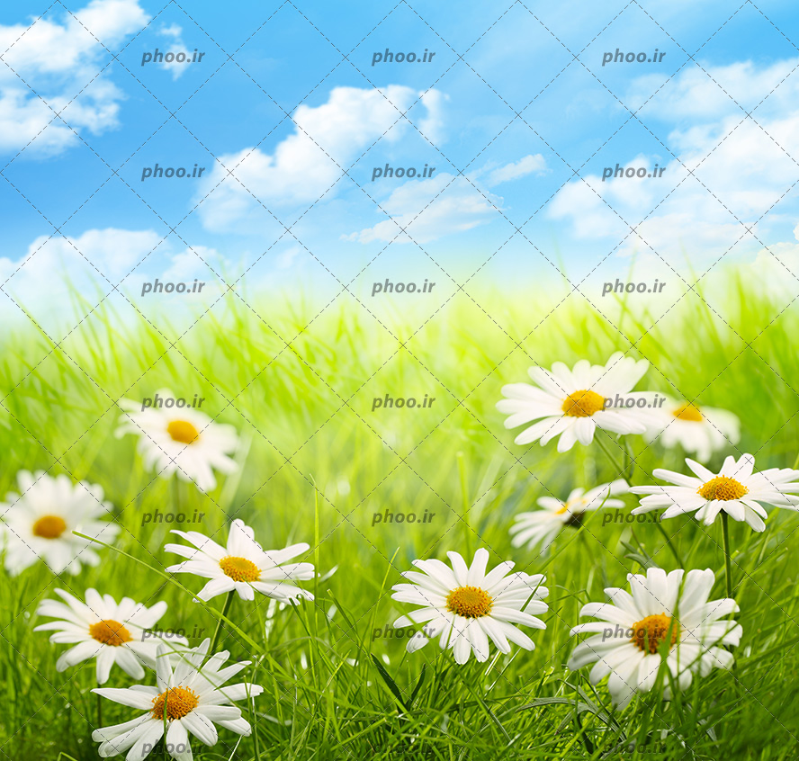 عکس با کیفیت گل های بابونه وحشی زیبا در علفزار و آسمان آبی