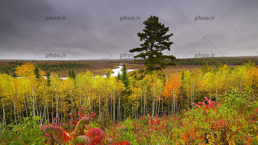 عکس با کیفیت درختان با تنه ی باریک و برگ های سبز و زرد و نارنجی در کنار یکدیگر از نمای دور
