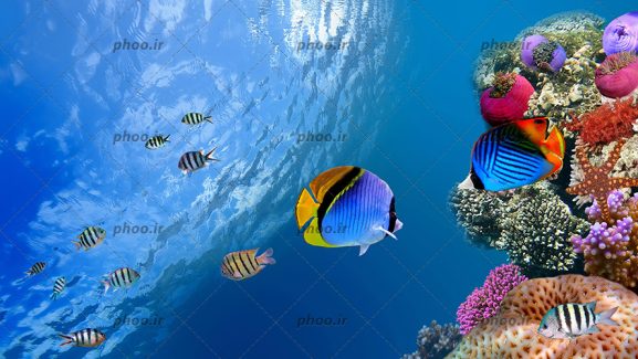 عکس با کیفیت اعماق اقیانوس و ماهی های زینتی در حال شنا کردن و گیاهان دریایی در کف آب