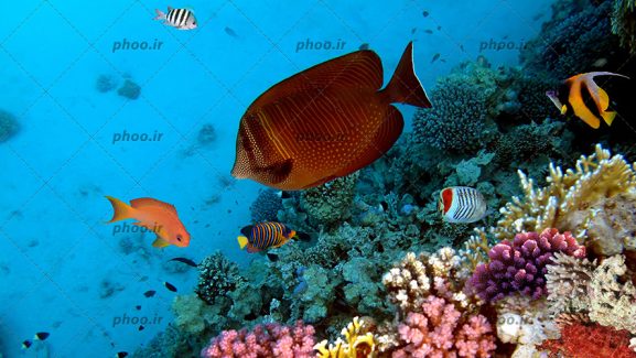 عکس با کیفیت ماهی های زیبا و زینتی در حال شنا در اعماق آب