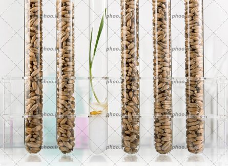 عکس با کیفیت شیشه های استوانه ای و در آن دانه های گندم و در یکی گیاهی رشد کرده در آب