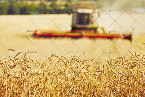 عکس با کیفیت خوشه های گندوم و ماشین در حال درو کردن ندوم ها