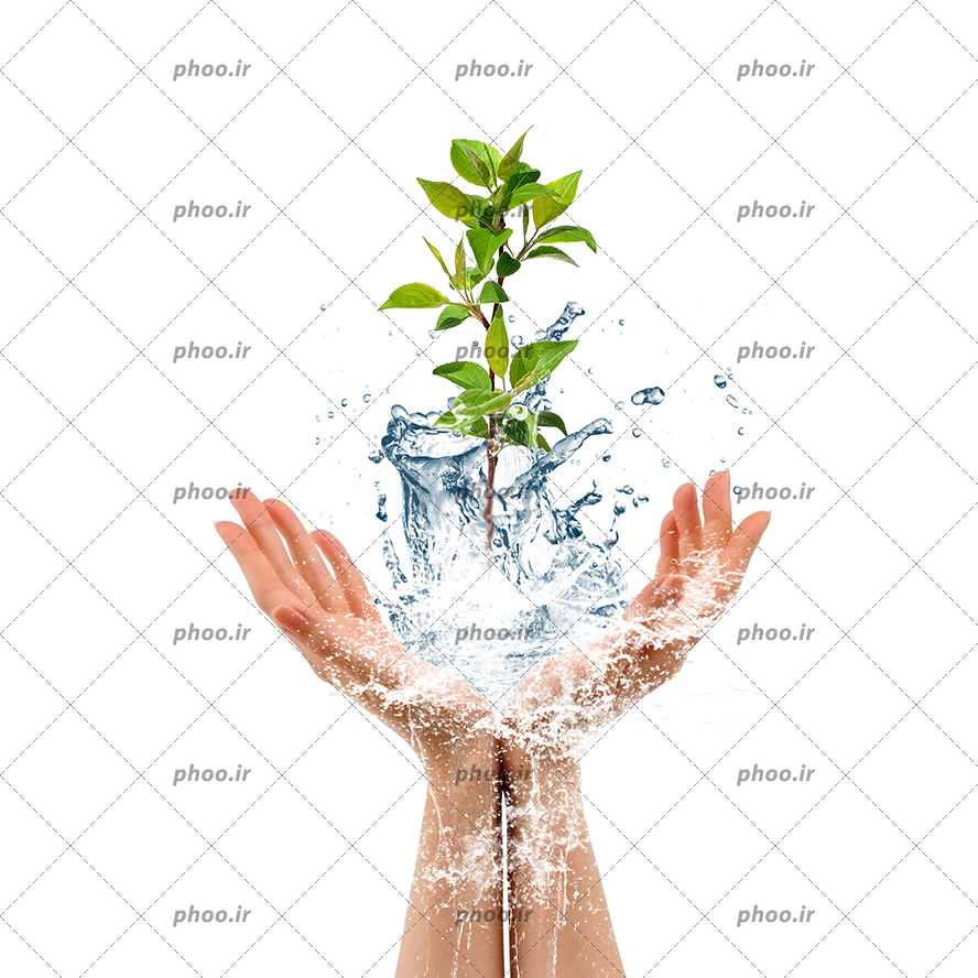 عکس با کیفیت نهال زیبا در آب در حال سقوط ب روی دستان زن