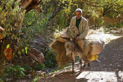 عکس یک مرد سوار بر الاغ با بار در میان درختان سبز