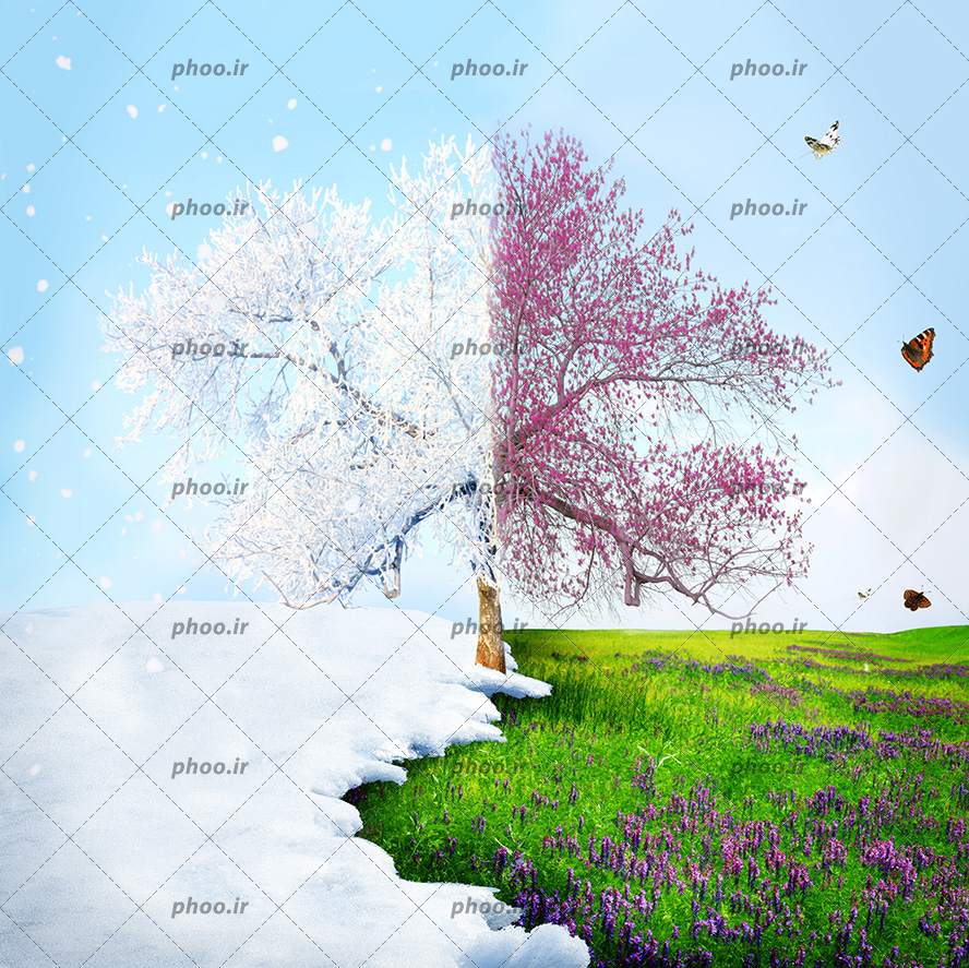 عکس درخت در فصل بهار و زمستان