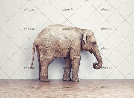 عکس فیل تنها و زیبا کنار دیوار روی زمین ایستاده فیل خاکستری