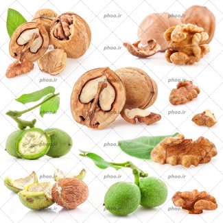 عکس با کیفیت گردو های تازه و نصف شده در کنار یکدیگر در پس زمینه سفید