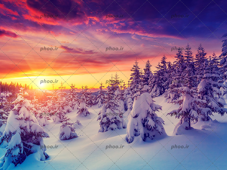 عکس با کیفیت جنگل زیبای برفی با درختان کاج و آسمان در حال غروب