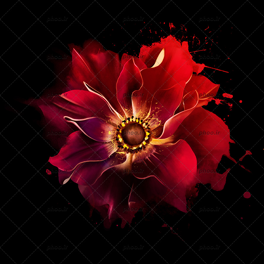 عکس گرافیکی نقاشی گل سرخ و قرمز در زمینه مشکی