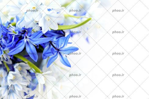 عکس والپیپر گل های آبی پررنگ و کم رنگ با زمینه سفید
