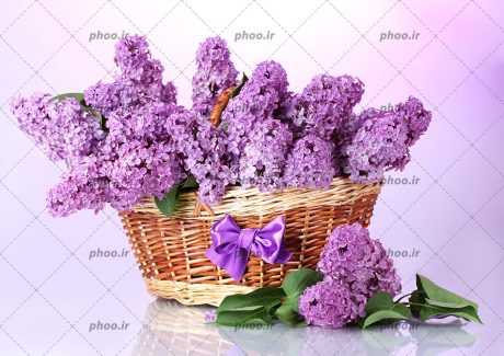 عکس زیبا از سنبل های بنفش داخل سبد بزرگ چوبی و دو سنبل روی زمین کنار سبد با زمینه سفید