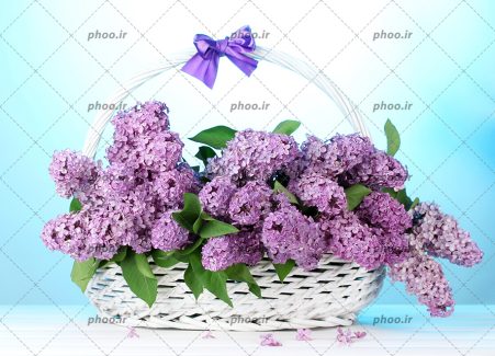عکس زیبا از سنبل های بنفش داخل سبد بزرگ سفید و برگ های ریخته شده روی زمین با زمینه آبی سفید