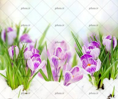عکس زیبا گل های بنفش حسرت با پرچم های نارنجی در برف و زمینه محو شده سفید