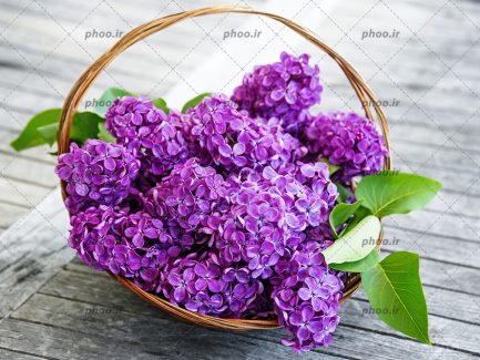 عکس زیبا از گل های سنبل بنفش داخل سبد چوبی روی زمین الوار