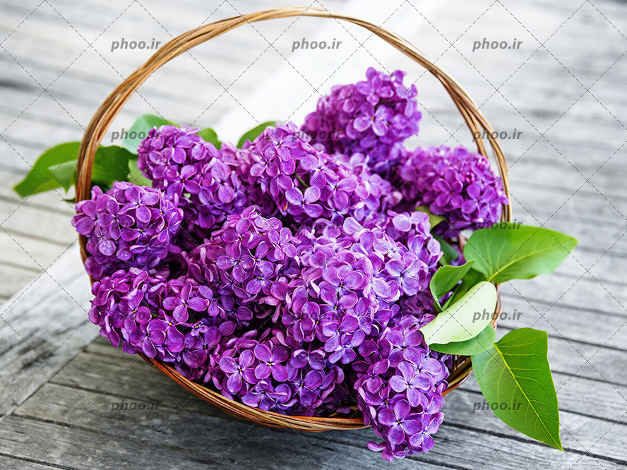 عکس زیبا از گل های سنبل بنفش داخل سبد چوبی روی زمین الوار