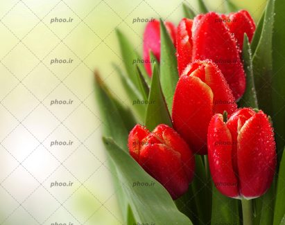 عکس زیبا از گل های قرمز غنچه با شبنم روی آنها با زمینه محو شده