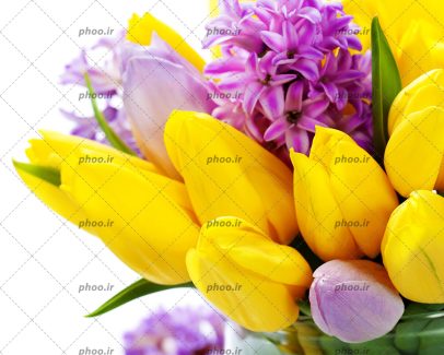 عکس زیبا از گل های رنگارنگ گل سنبل بنفش و لاله زرد داخل گلدان شیشه ای زمینه سفید