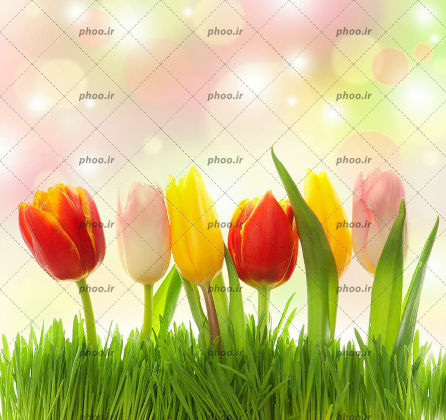 عکس زیبا گل های لاله رنگارنگ درآمده از چمنزار با زمینه محو شده