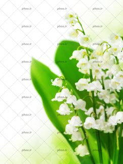 عکس زیبا از گل های سفید آویزان به طرف زمین با زمینه سفید