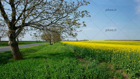 عکس طبیعت زیبا از دشت گل های زرد و درختان خشک و جاده آسفالت با آسمان آبی