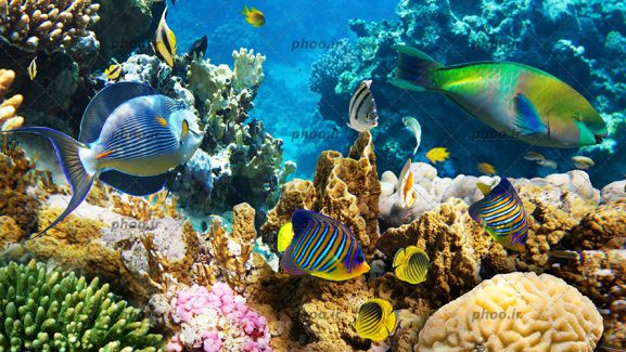 عکس زیبا ماهی های رنگارنگ و مرجان ها و جلبک ها در اقیانوس یا دریا آبی