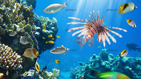 عکس طبیعت زیبا مرجان ها و ماهی های رنگارنگ و صخره ها در اقیانوس یا دریای آبی
