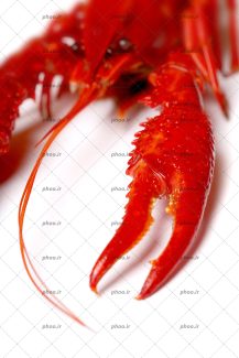 عکس خرچنگ قرمز از نمای نزدیک در پس زمینه سفید