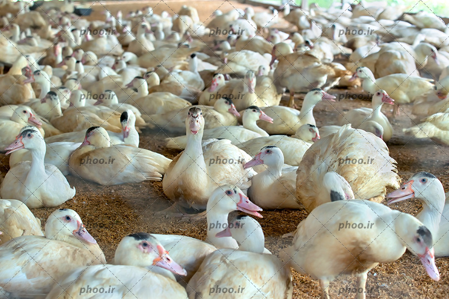عکس گروهی از اردک ها در مزرعه پرورش اردک
