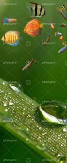 مجموعه‌ای از ماهیان زینتی در آکواریوم