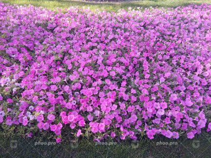 تصویر فوق العاده زیبا از گلهای بنفش