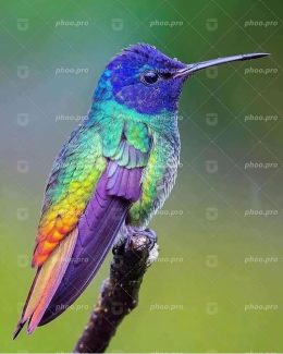 پرنده رنگین کمان