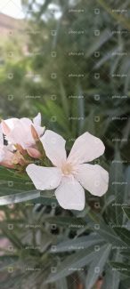 گل صورتی