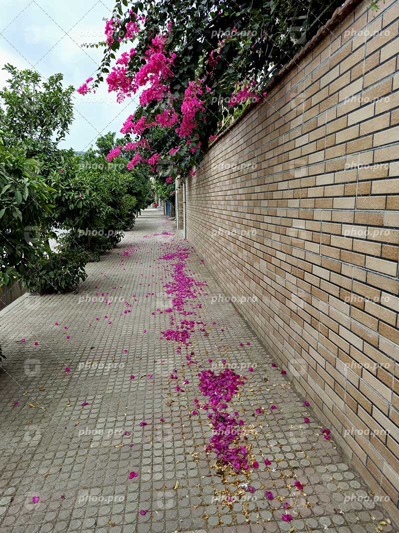 رقص گلبرگ‌های ارغوانی بر سنگفرش پیاده‌رو