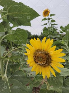 نمای نزدیک از شکوفایی گل‌های آفتابگردان در مزرعه