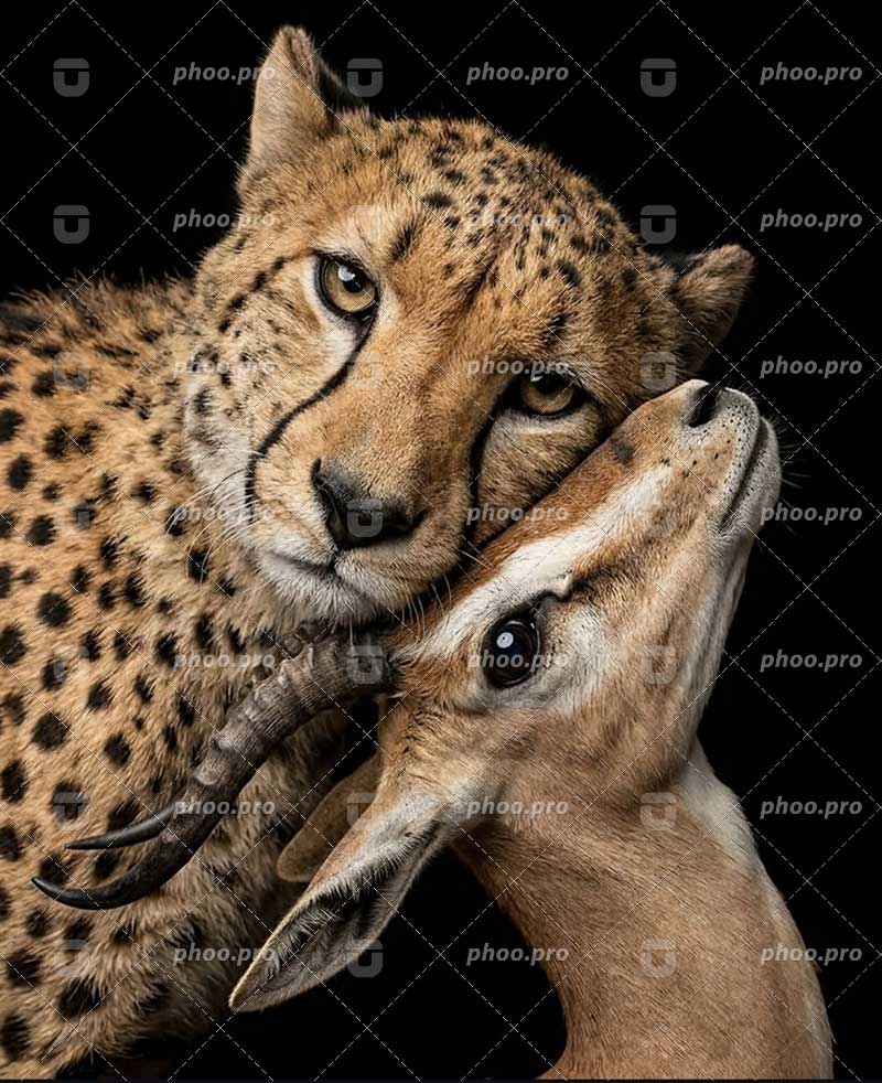 یوزپلنگ و آهو در پسزمینه تاریک