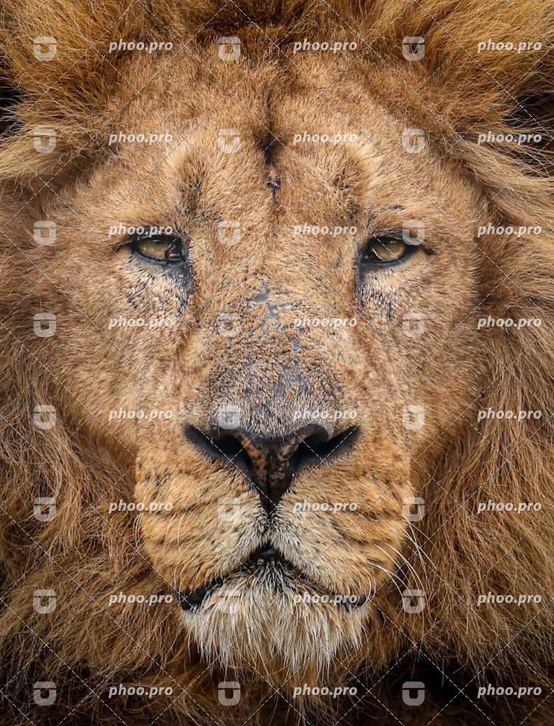 پرتره‌ای از شکوه و استقامت در حیات وحش