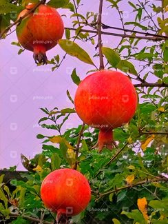 انارهای سرخ در آغوشِ شاخه‌ها