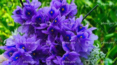 شکوهِ سنبل‌هایِ بنفش