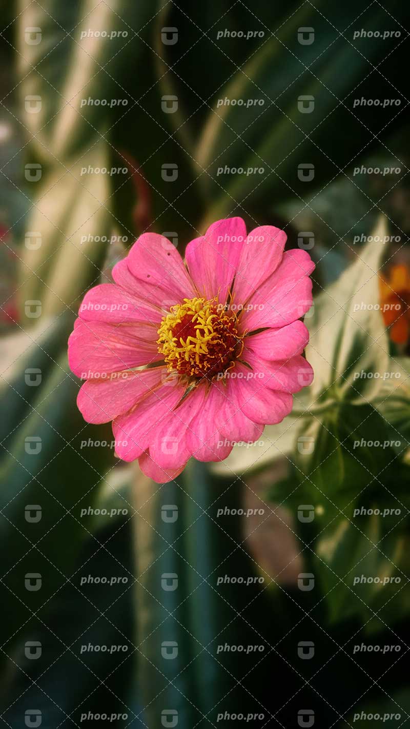 نمای نزدیک از شکوفه‌ی صورتی زیبا
