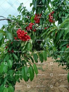 خوشه‌های درخت زرشک