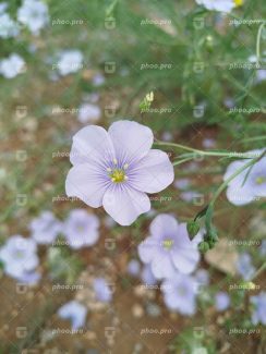 گل های وحشی طبیعت زنجان