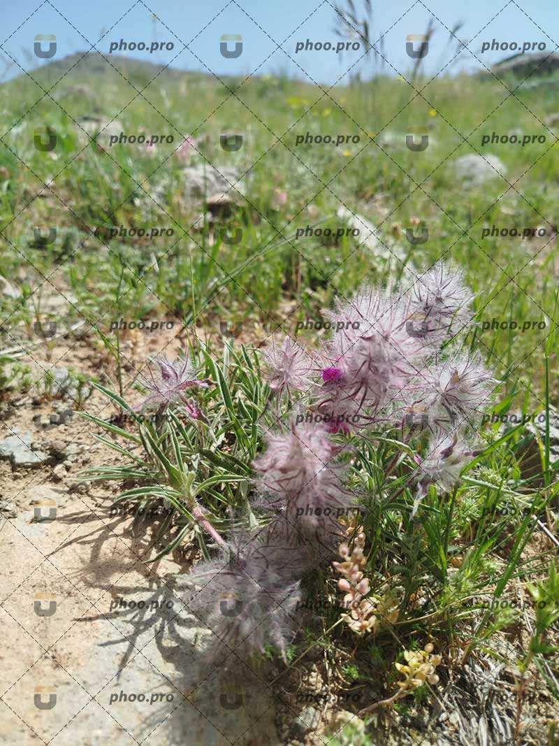 گل‌های وحشی در دامنه کوه های زنجان